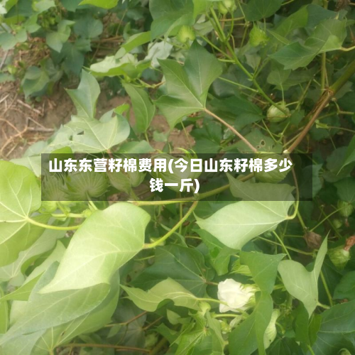山东东营籽棉费用(今日山东籽棉多少钱一斤)