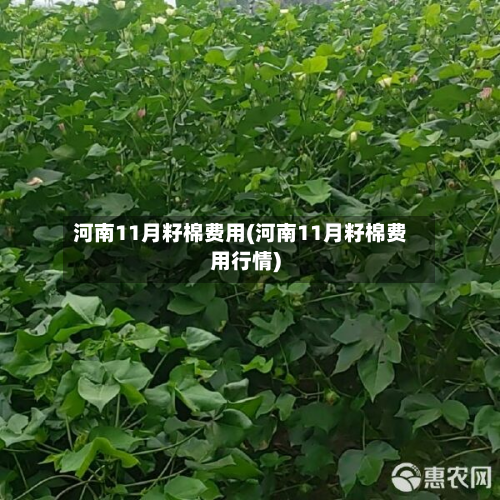 河南11月籽棉费用(河南11月籽棉费用行情)