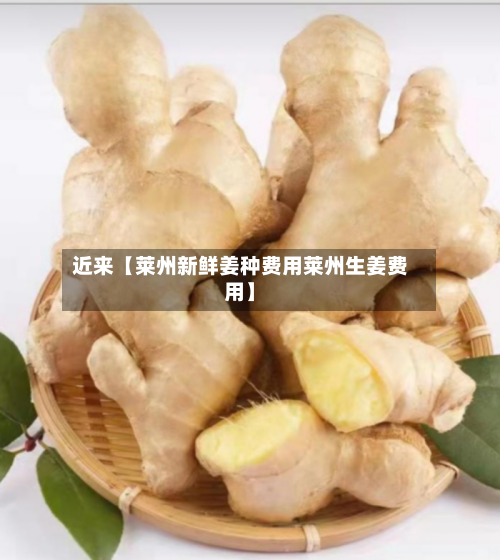 近来【莱州新鲜姜种费用莱州生姜费用】