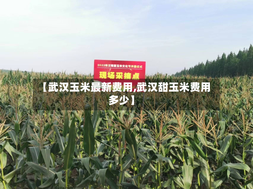 【武汉玉米最新费用,武汉甜玉米费用多少】