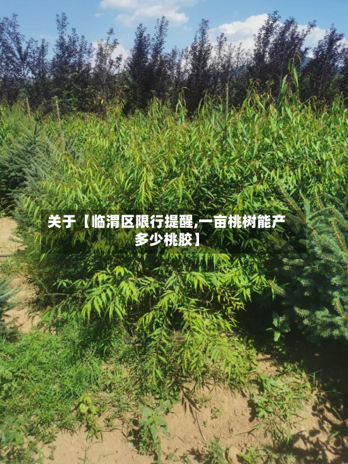 关于【临渭区限行提醒,一亩桃树能产多少桃胶】