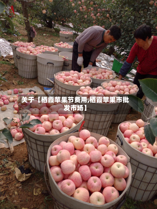 关于【栖霞苹果节费用,栖霞苹果市批发市场】