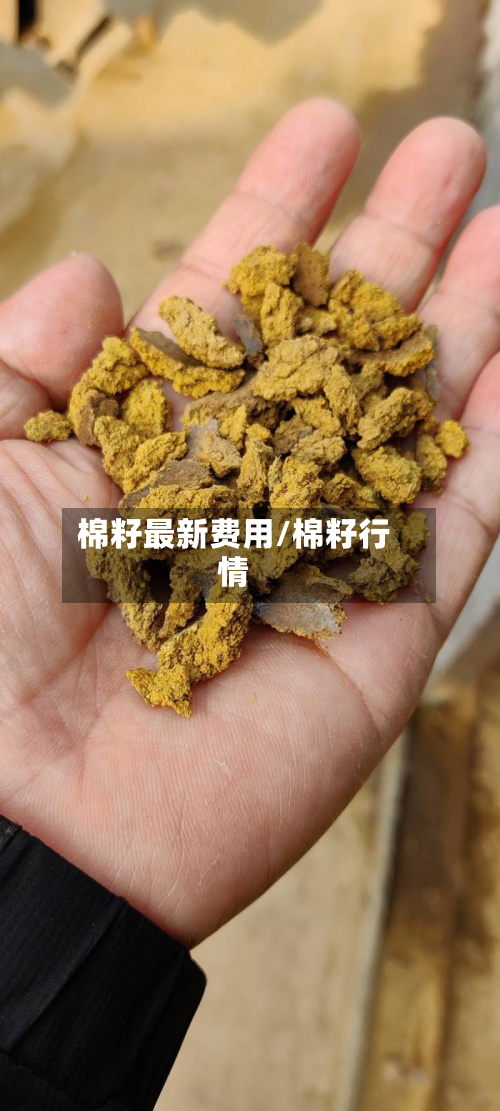 棉籽最新费用/棉籽行情
