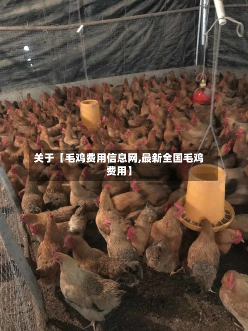 关于【毛鸡费用信息网,最新全国毛鸡费用】
