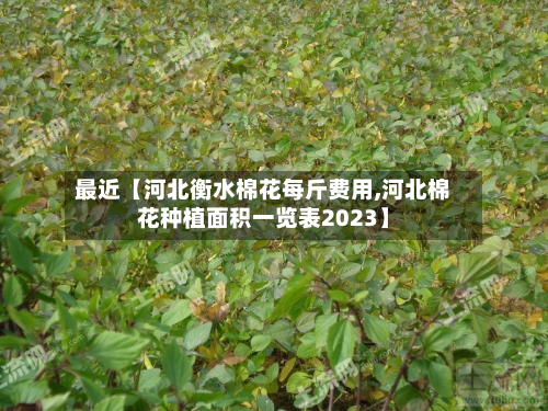 最近【河北衡水棉花每斤费用,河北棉花种植面积一览表2023】