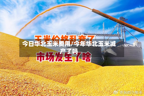 今日华北玉米费用/今年华北玉米减产了吗
