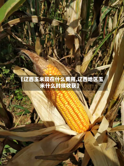 【辽西玉米现在什么费用,辽西地区玉米什么时候收获】