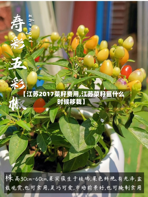 【江苏2017菜籽费用,江苏菜籽苗什么时候移栽】-第1张图片